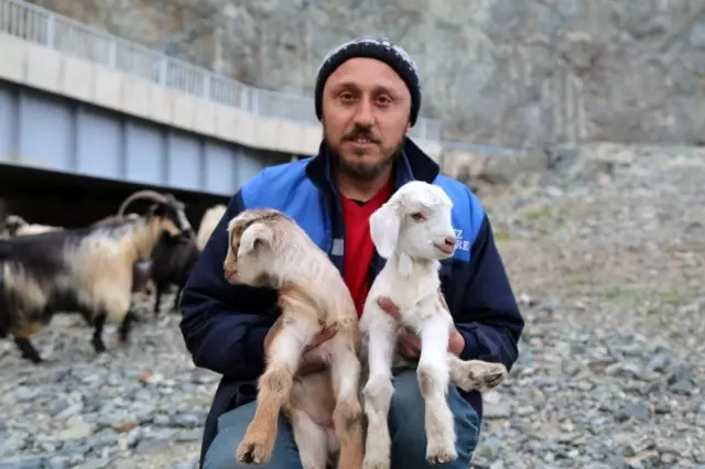 Artvin'de yayla göçü başladı Artvin'de yayla göçü başladı