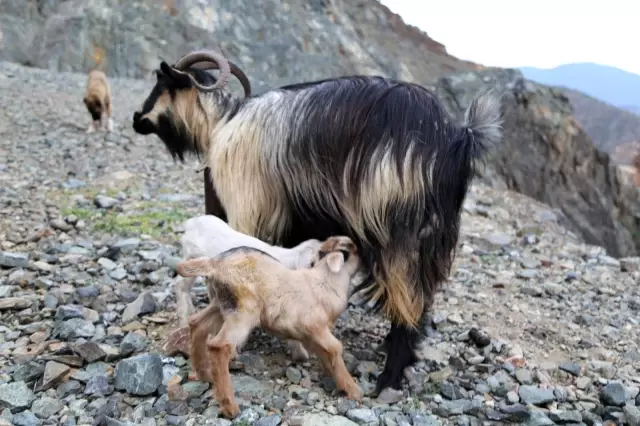 Artvin'de yayla göçü başladı