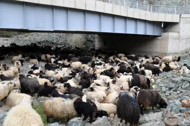 Artvin'de yayla göçü başladı
