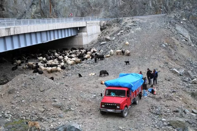 Artvin'de yayla göçü başladı