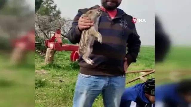 Domuz yavrularını elleriyle böyle beslediler Domuz yavrularını elleriyle böyle beslediler