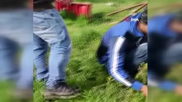 Domuz yavrularını elleriyle böyle beslediler Domuz yavrularını elleriyle böyle beslediler
