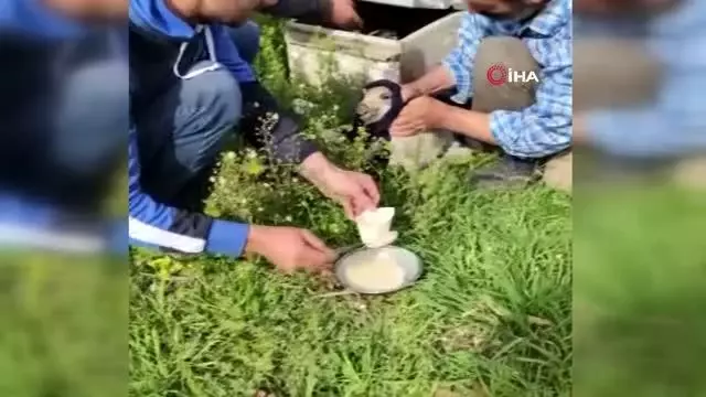 Domuz yavrularını elleriyle böyle beslediler Domuz yavrularını elleriyle böyle beslediler