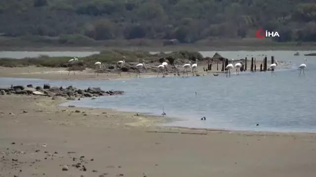Göç eden flamingolar Tarihi Gelibolu Yarımadası'nda renkli görüntüler oluşturdu Göç eden flamingolar Tarihi Gelibolu Yarımadası'nda renkli görüntüler oluşturdu