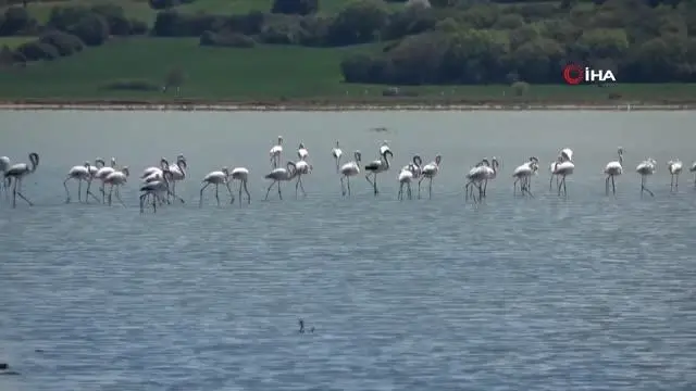 Göç eden flamingolar Tarihi Gelibolu Yarımadası'nda renkli görüntüler oluşturdu Göç eden flamingolar Tarihi Gelibolu Yarımadası'nda renkli görüntüler oluşturdu