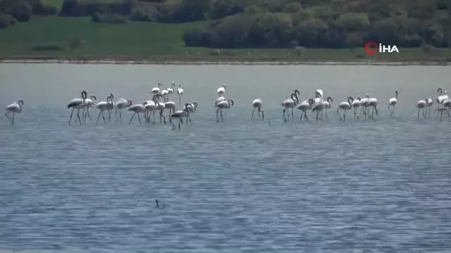Göç eden flamingolar Tarihi Gelibolu Yarımadası'nda renkli görüntüler oluşturdu Göç eden flamingolar Tarihi Gelibolu Yarımadası'nda renkli görüntüler oluşturdu