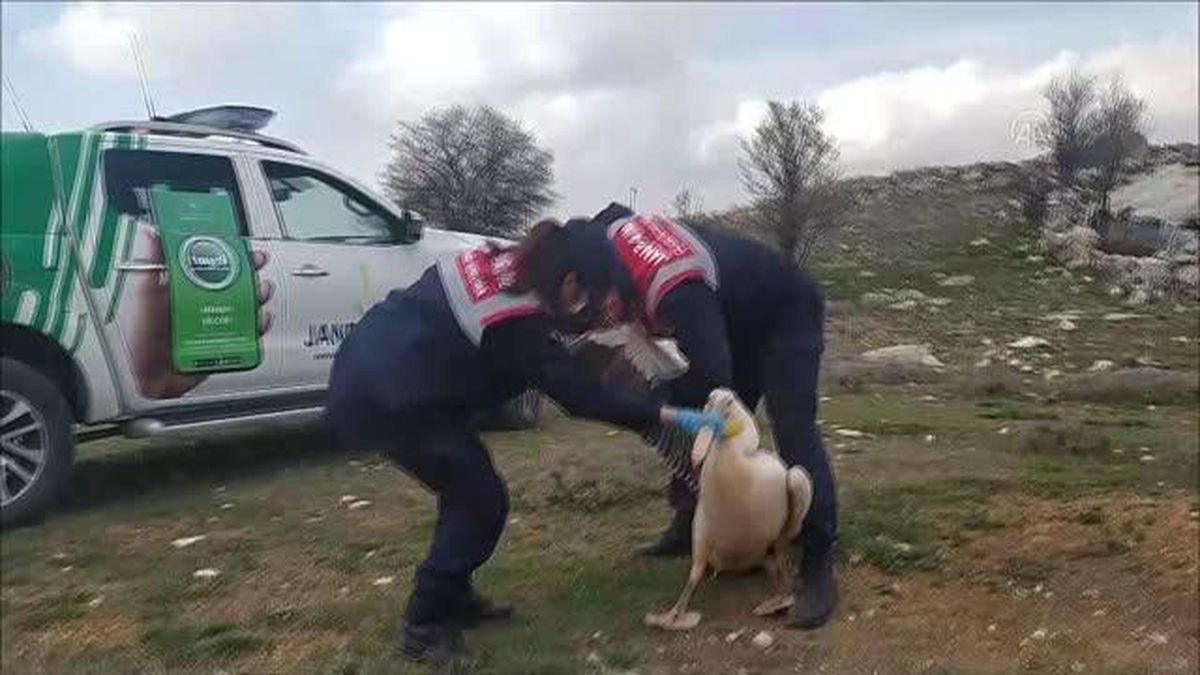 Kanadı kırık pelikan tedaviye alındı