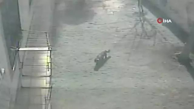Kargaların saldırısına uğrayan sevimli kedi 4. kattan dört ayak üstüne düştü Kargaların saldırısına uğrayan sevimli kedi 4. kattan dört ayak üstüne düştü