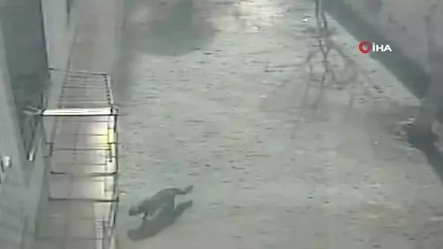 Kargaların saldırısına uğrayan sevimli kedi 4. kattan dört ayak üstüne düştü Kargaların saldırısına uğrayan sevimli kedi 4. kattan dört ayak üstüne düştü