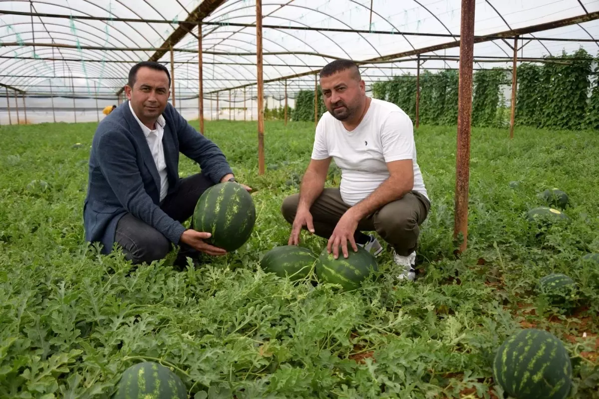Kilogramı 6 TL olan ilk hasat karpuz, üreticinin yüzünü güldürdü