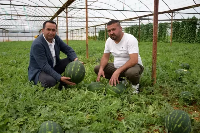 Kilogramı 6 TL olan ilk hasat karpuz, üreticinin yüzünü güldürdü Kilogramı 6 TL olan ilk hasat karpuz, üreticinin yüzünü güldürdü