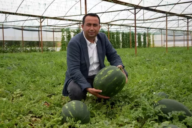 Kilogramı 6 TL olan ilk hasat karpuz, üreticinin yüzünü güldürdü Kilogramı 6 TL olan ilk hasat karpuz, üreticinin yüzünü güldürdü