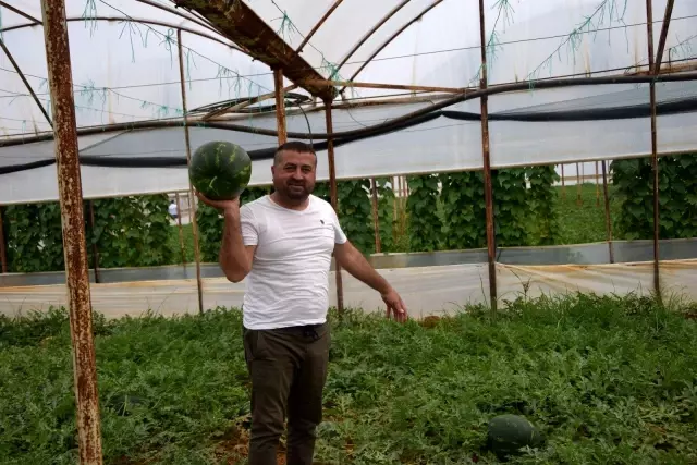 Kilogramı 6 TL olan ilk hasat karpuz, üreticinin yüzünü güldürdü Kilogramı 6 TL olan ilk hasat karpuz, üreticinin yüzünü güldürdü