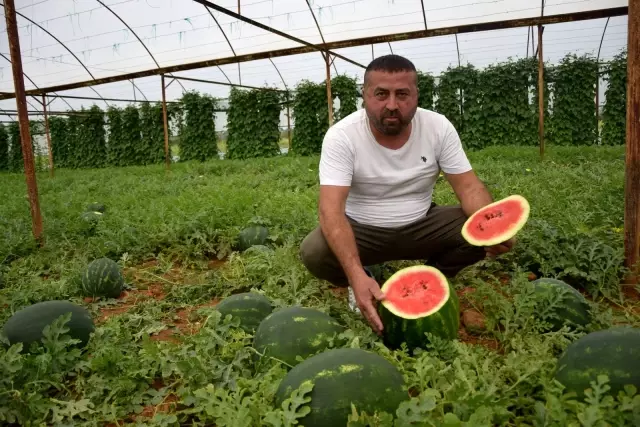 Kilogramı 6 TL olan ilk hasat karpuz, üreticinin yüzünü güldürdü Kilogramı 6 TL olan ilk hasat karpuz, üreticinin yüzünü güldürdü