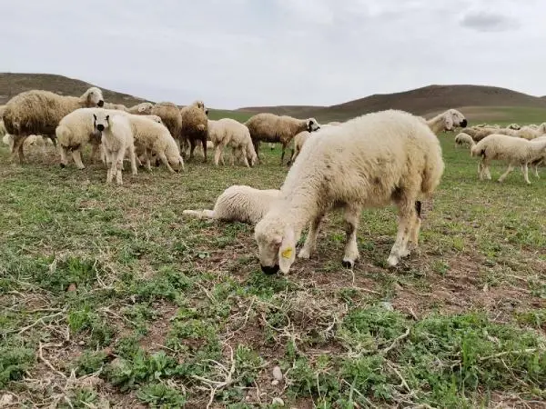 'Kırsal mahalle statüsü, çiftçinin üretimini artıracak'