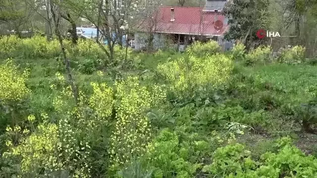 Lahana toplayan eşini öldürüp ardından kendi kafasına sıkan cani eş tutuklandı Lahana toplayan eşini öldürüp ardından kendi kafasına sıkan cani eş tutuklandı