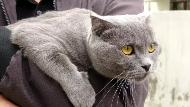 Kargaların saldırısına uğrayan sevimli kedi 4. kattan dört ayak üstüne düştü Kargaların saldırısına uğrayan sevimli kedi 4. kattan dört ayak üstüne düştü