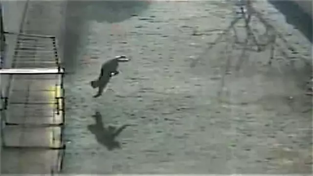 Kargaların saldırısına uğrayan sevimli kedi 4. kattan dört ayak üstüne düştü Kargaların saldırısına uğrayan sevimli kedi 4. kattan dört ayak üstüne düştü