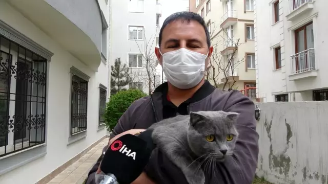 Kargaların saldırısına uğrayan sevimli kedi 4. kattan dört ayak üstüne düştü Kargaların saldırısına uğrayan sevimli kedi 4. kattan dört ayak üstüne düştü