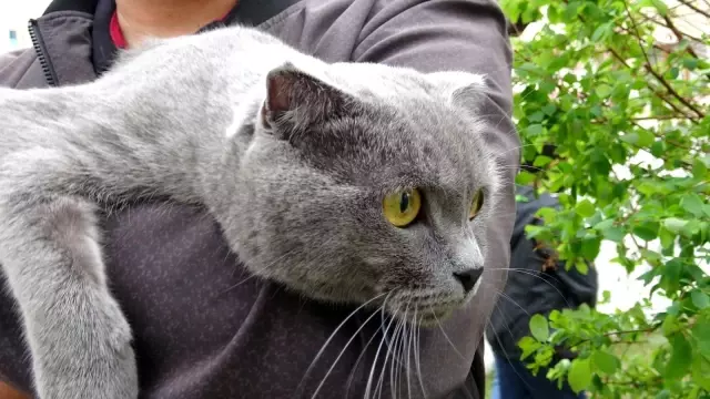 Kargaların saldırısına uğrayan sevimli kedi 4. kattan dört ayak üstüne düştü Kargaların saldırısına uğrayan sevimli kedi 4. kattan dört ayak üstüne düştü