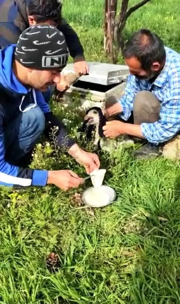 Domuz yavrularını elleriyle böyle beslediler Domuz yavrularını elleriyle böyle beslediler