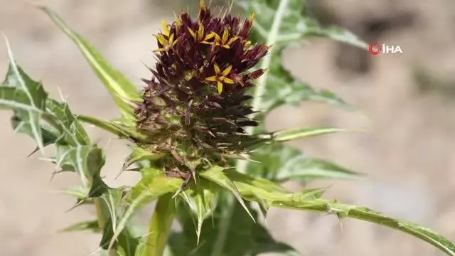 Ünlü botanikçi Kapadokya'da yeni bitki keşfetti Ünlü botanikçi Kapadokya'da yeni bitki keşfetti