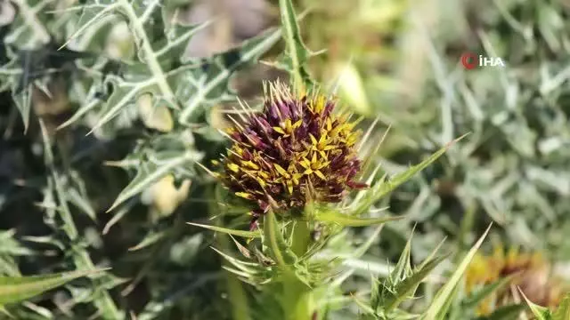 Ünlü botanikçi Kapadokya'da yeni bitki keşfetti Ünlü botanikçi Kapadokya'da yeni bitki keşfetti