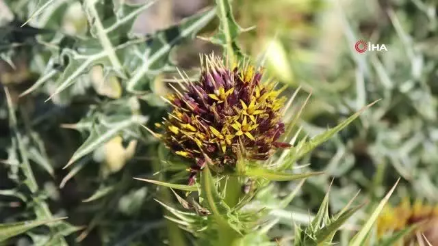 Ünlü botanikçi Kapadokya'da yeni bitki keşfetti Ünlü botanikçi Kapadokya'da yeni bitki keşfetti