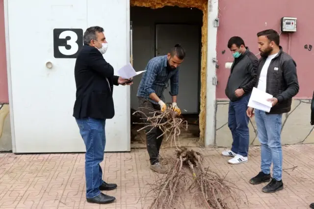 Van'da çiftçilere fidan dağıtıldı Van'da çiftçilere fidan dağıtıldı
