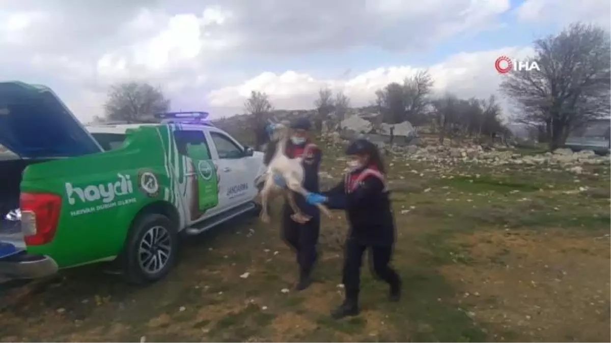 Yaralı pelikana ilk müdahale jandarmadan