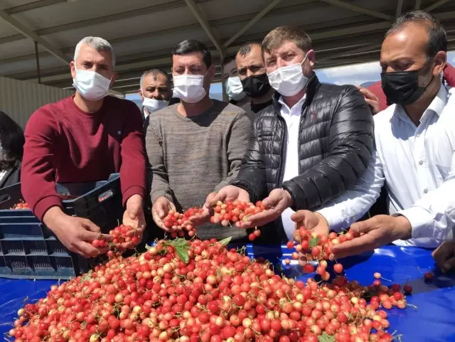 Açık artırmaya çıkan Kuzey yarımkürenin ilk kirazı 500 TL'den alıcı buldu Açık artırmaya çıkan Kuzey yarımkürenin ilk kirazı 500 TL'den alıcı buldu