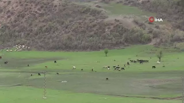 Ahırlarda bekletilen büyükbaş hayvanlar baharın gelişiyle yaylaya çıkıyor Ahırlarda bekletilen büyükbaş hayvanlar baharın gelişiyle yaylaya çıkıyor
