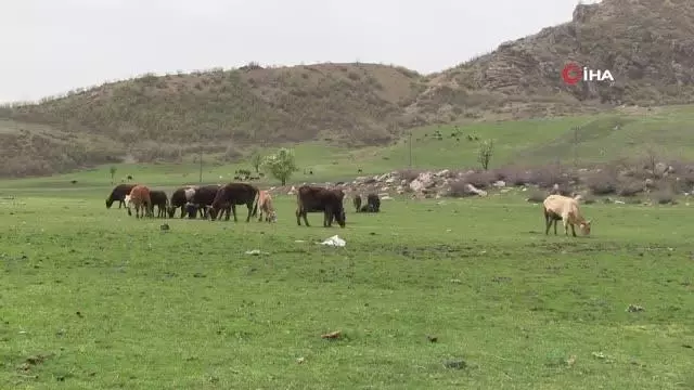 Ahırlarda bekletilen büyükbaş hayvanlar baharın gelişiyle yaylaya çıkıyor Ahırlarda bekletilen büyükbaş hayvanlar baharın gelişiyle yaylaya çıkıyor