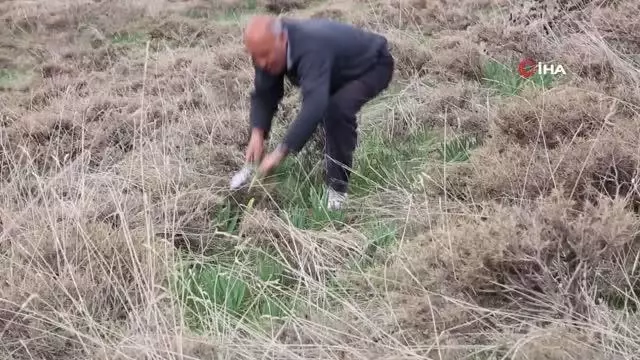 Bağışıklıktan, saç dökülmesine kadar etkili olan 'Gulik'in mesaisi başladı Bağışıklıktan, saç dökülmesine kadar etkili olan 'Gulik'in mesaisi başladı