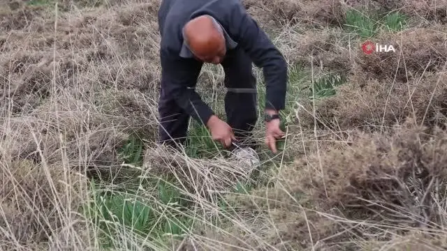Bağışıklıktan, saç dökülmesine kadar etkili olan 'Gulik'in mesaisi başladı Bağışıklıktan, saç dökülmesine kadar etkili olan 'Gulik'in mesaisi başladı