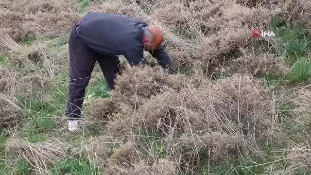 Bağışıklıktan, saç dökülmesine kadar etkili olan 'Gulik'in mesaisi başladı Bağışıklıktan, saç dökülmesine kadar etkili olan 'Gulik'in mesaisi başladı