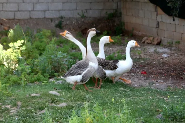 Beslediği kazların saldırısına uğrayıp yerlerde sürüklenince kazları satışa çıkardı Beslediği kazların saldırısına uğrayıp yerlerde sürüklenince kazları satışa çıkardı