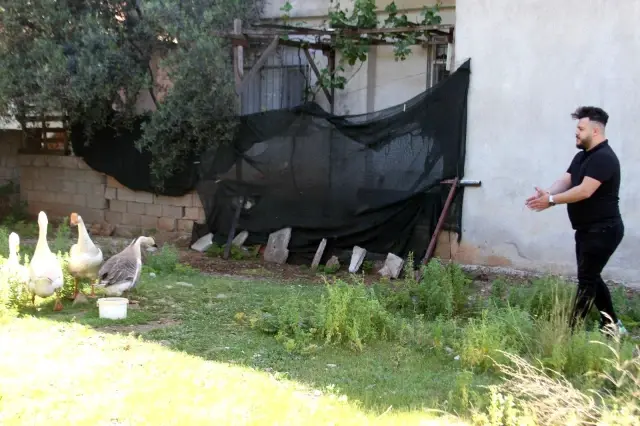 Beslediği kazların saldırısına uğrayıp yerlerde sürüklenince kazları satışa çıkardı Beslediği kazların saldırısına uğrayıp yerlerde sürüklenince kazları satışa çıkardı