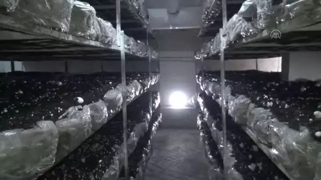 Bitlisli girişimci üretim tesisine dönüştürdüğü eski binada ayda 12 ton mantar üretiyor Bitlisli girişimci üretim tesisine dönüştürdüğü eski binada ayda 12 ton mantar üretiyor
