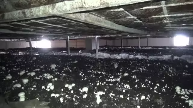 Bitlisli girişimci üretim tesisine dönüştürdüğü eski binada ayda 12 ton mantar üretiyor Bitlisli girişimci üretim tesisine dönüştürdüğü eski binada ayda 12 ton mantar üretiyor