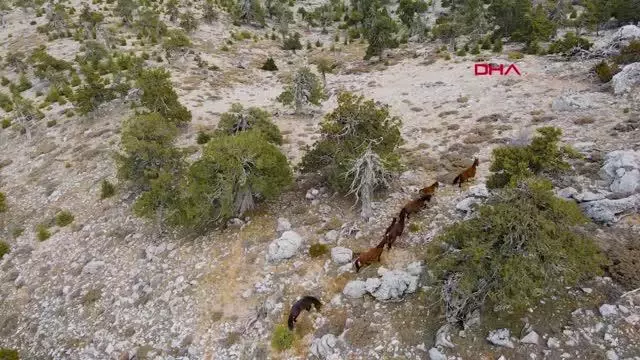 Burdur'da yılkı atları, dronla görüntülendi Burdur'da yılkı atları, dronla görüntülendi
