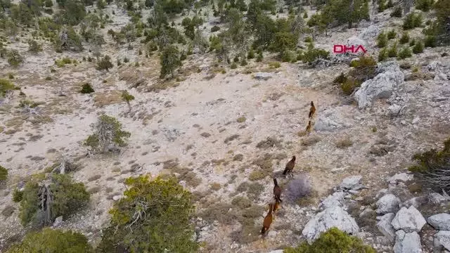 Burdur'da yılkı atları, dronla görüntülendi Burdur'da yılkı atları, dronla görüntülendi