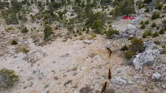 Burdur'da yılkı atları, dronla görüntülendi Burdur'da yılkı atları, dronla görüntülendi