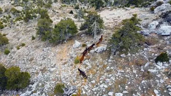 Burdur'da yılkı atları, dronla görüntülendi Burdur'da yılkı atları, dronla görüntülendi