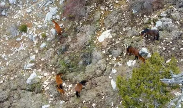 Burdur'da yılkı atları, dronla görüntülendi Burdur'da yılkı atları, dronla görüntülendi