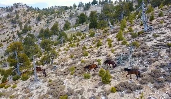 Burdur'da yılkı atları, dronla görüntülendi Burdur'da yılkı atları, dronla görüntülendi