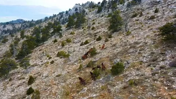 Burdur'da yılkı atları, dronla görüntülendi Burdur'da yılkı atları, dronla görüntülendi