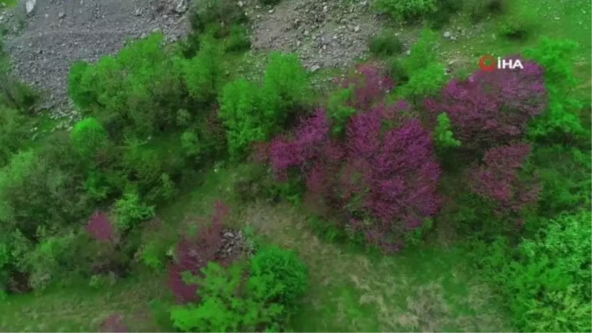 Çiçek açan erguvan ağaçları görenleri hayran bırakıyor