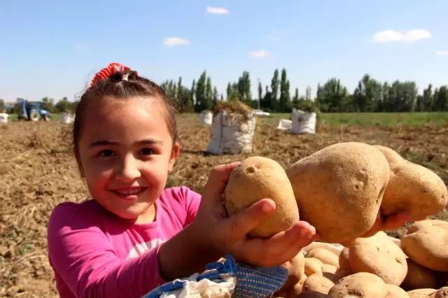 Patates depoları boşaldıkça üreticinin yüzü gülüyor Patates depoları boşaldıkça üreticinin yüzü gülüyor