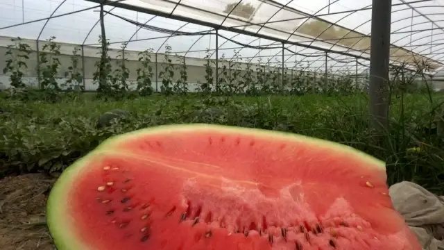 Erkenci karpuz üreticisinin yüzünü güldürüyor Erkenci karpuz üreticisinin yüzünü güldürüyor